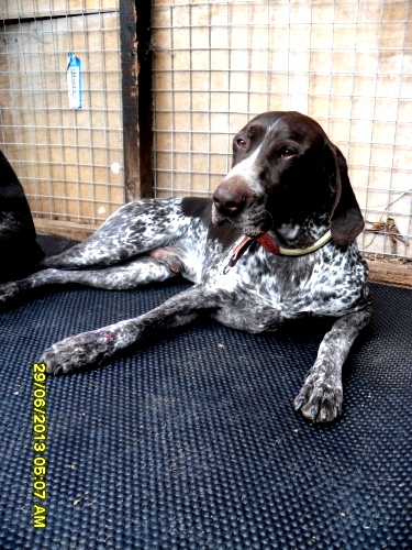 SAM_0464-375x500 Dog Kennel Mat