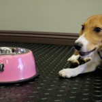 DOG KENNEL RUBBER MAT 1Mx1Mx3MM